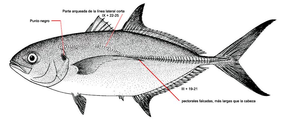 Caranx crysos_001.jpg